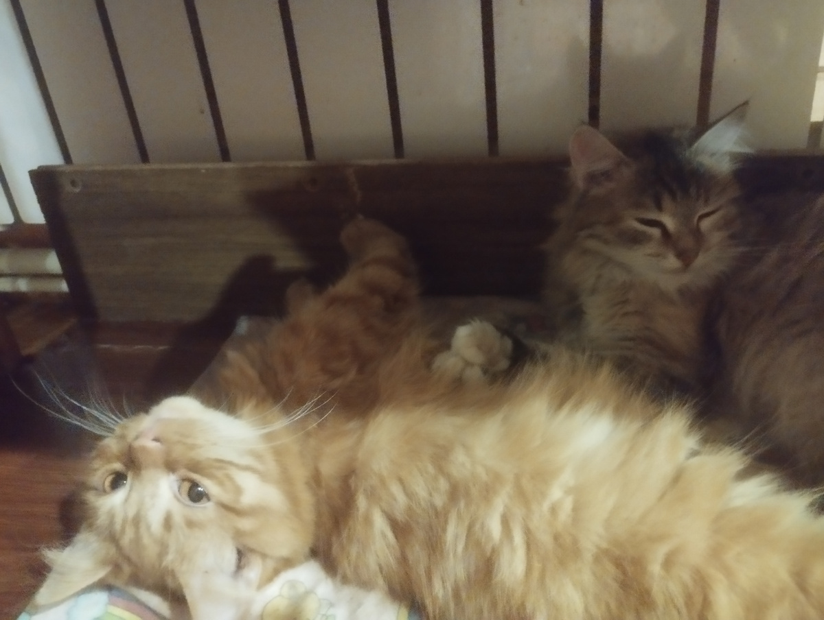 А иногда спят в обнимку 😊