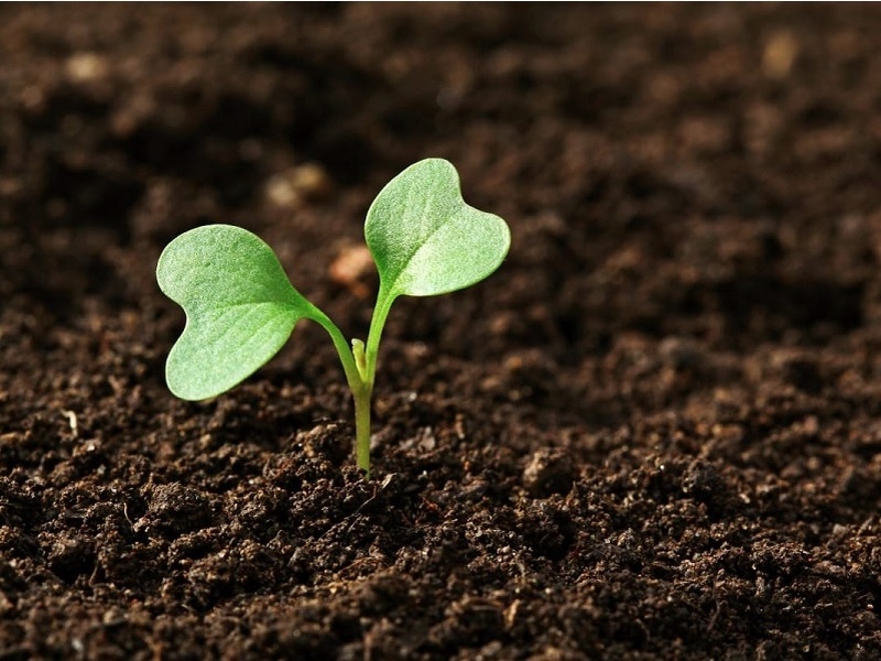 Календарь садовода-огородника с 19 по 24 марта 2025