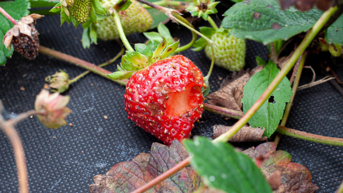 Без защиты птицы повреждают до 40% созревающих ягод