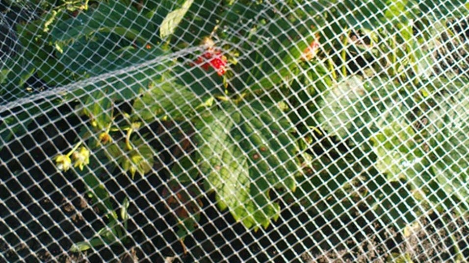 Защитная сетка из темных нитей почти незаметна, но эффективно отпугивает птиц