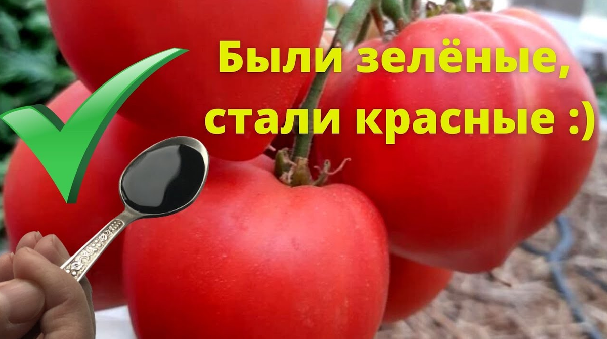 Дача. Сад. Цветы