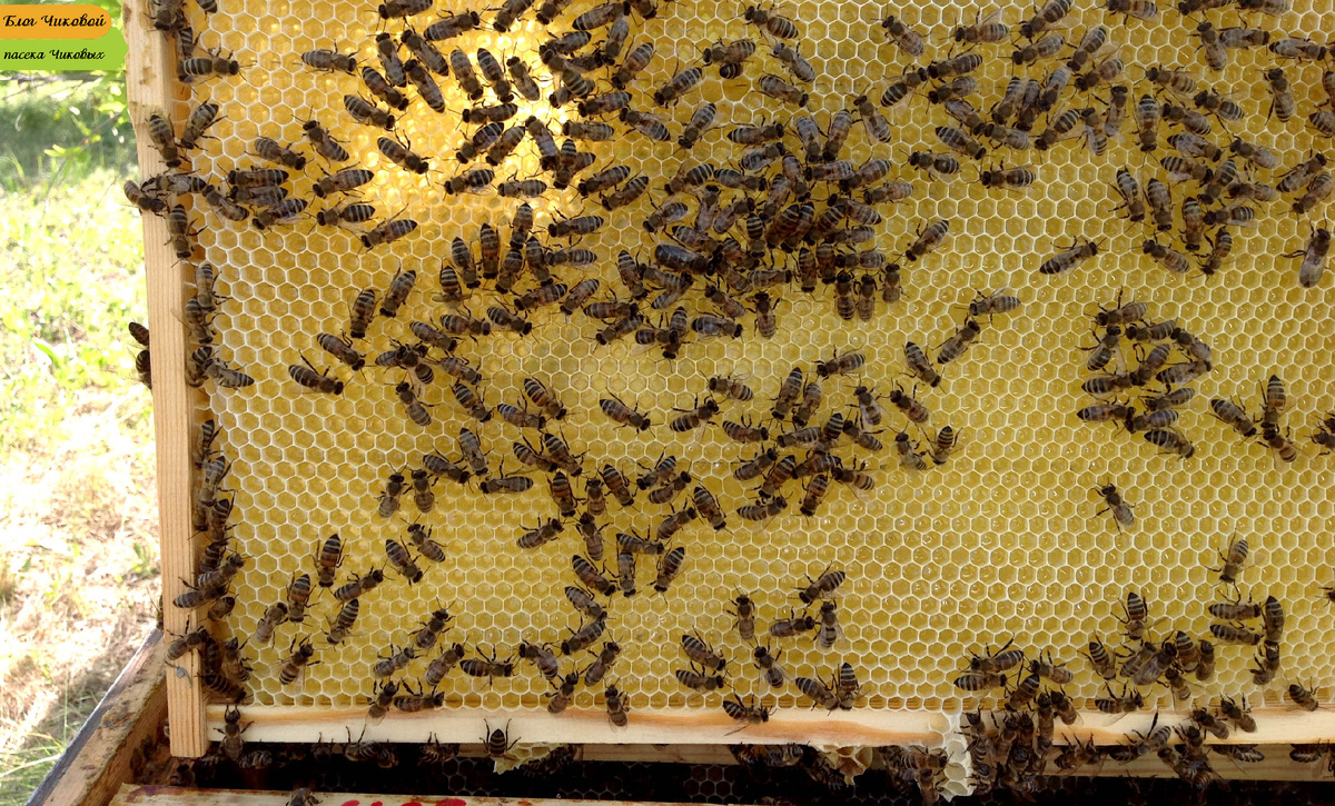 Фото для примера