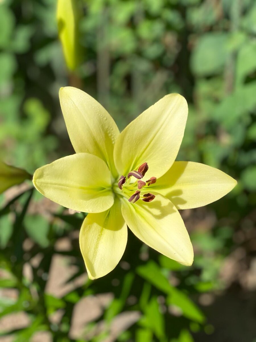 Курьер, ЛА-гибрид. Фото из личного архива автора