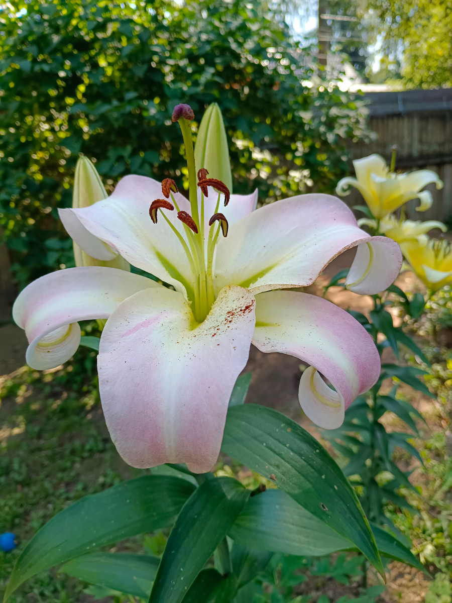 Претти Вумен, ОТ-гибрид. Фото из личного архива автора