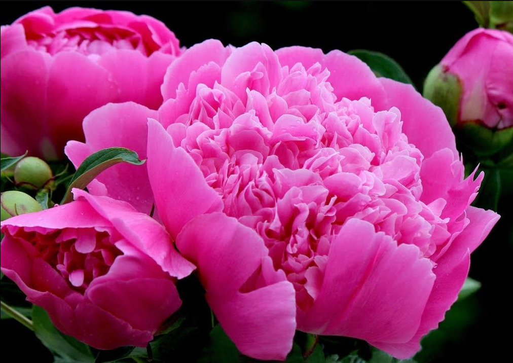 Дача. Сад. Цветы