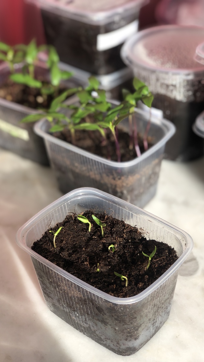 Всходы помидоров