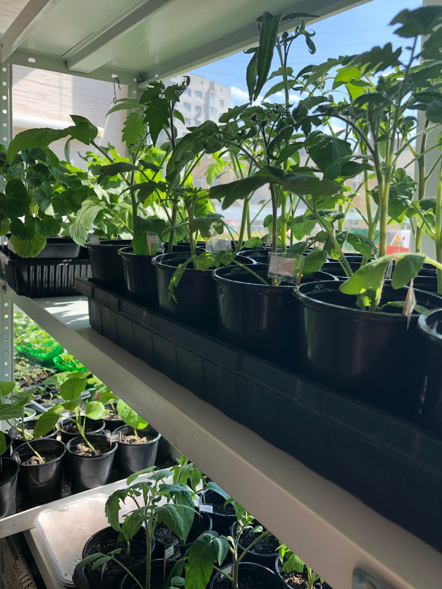 Рассада на балконе