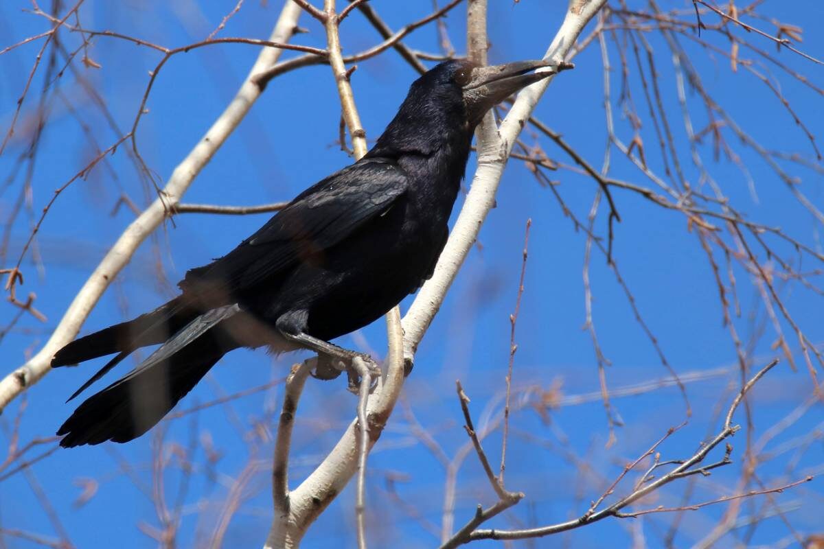 Фото: Яндекс Картинки