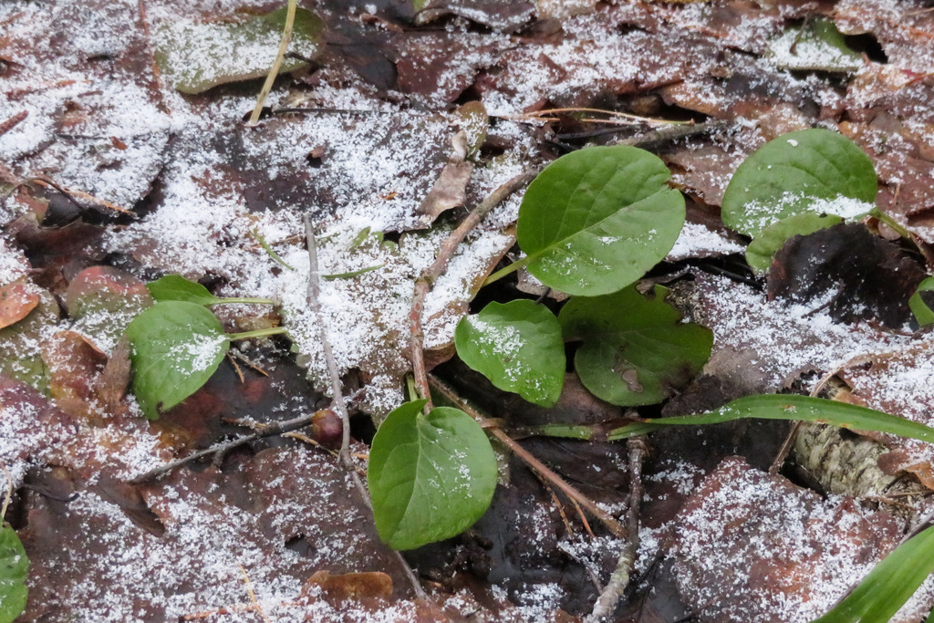 Грушанка круглолистная зимой