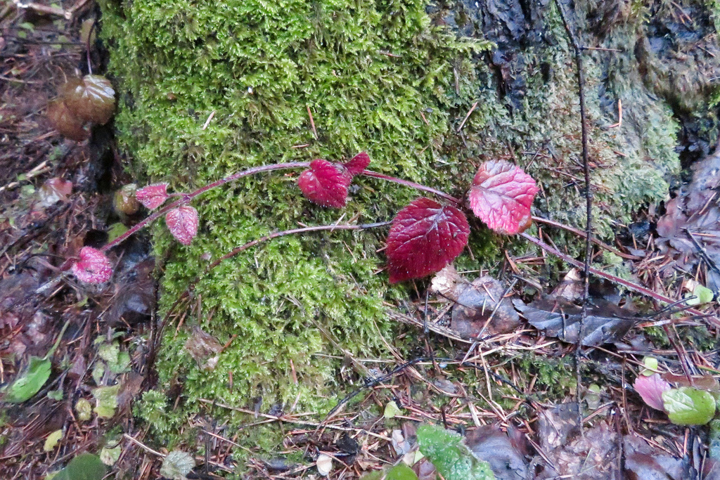 Яснотка желтая, зимой