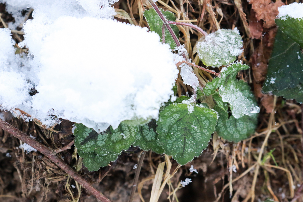Яснотка желтая, зимой