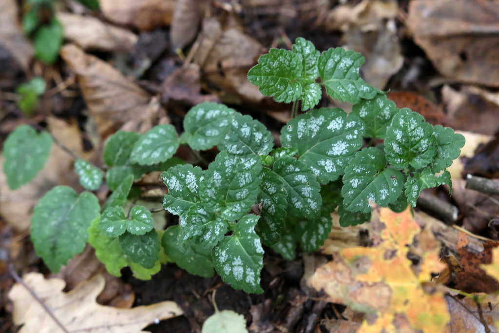 Яснотка желтая, зимой