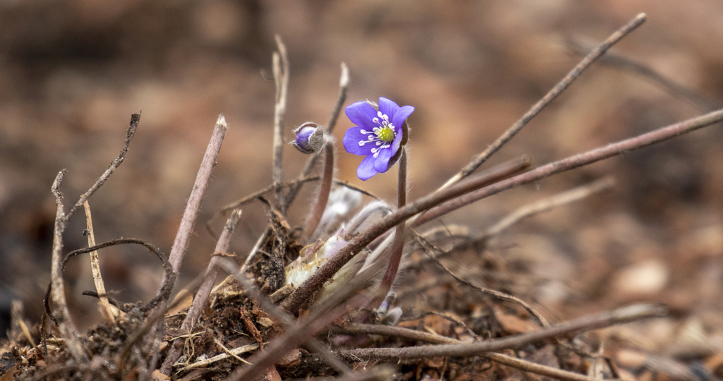 Весна в лесу. Часть 1