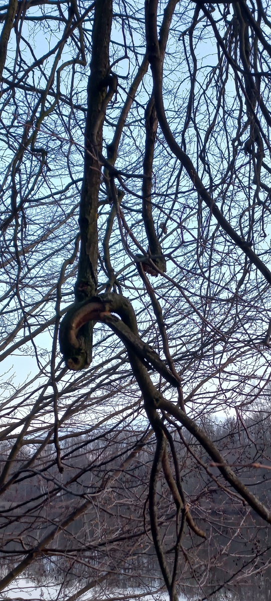 Что случилось, что эта ветка выросла вот так, какой ветер пытался её сломить... Но не смог. Вот где сила жизни. Искривиться, но — не прогнуться, не сломаться, — жить!