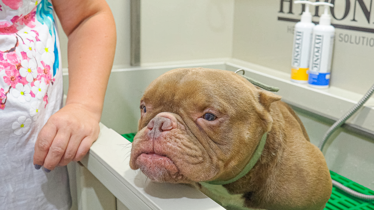 Американский булли Пупс