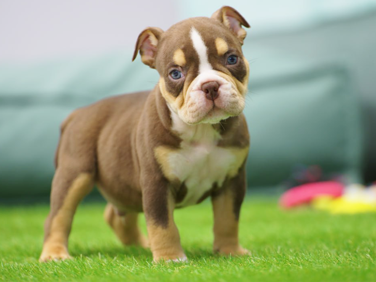 Щенок Пупса в декабре 2023 года, которого в будущем назовут Пумбой