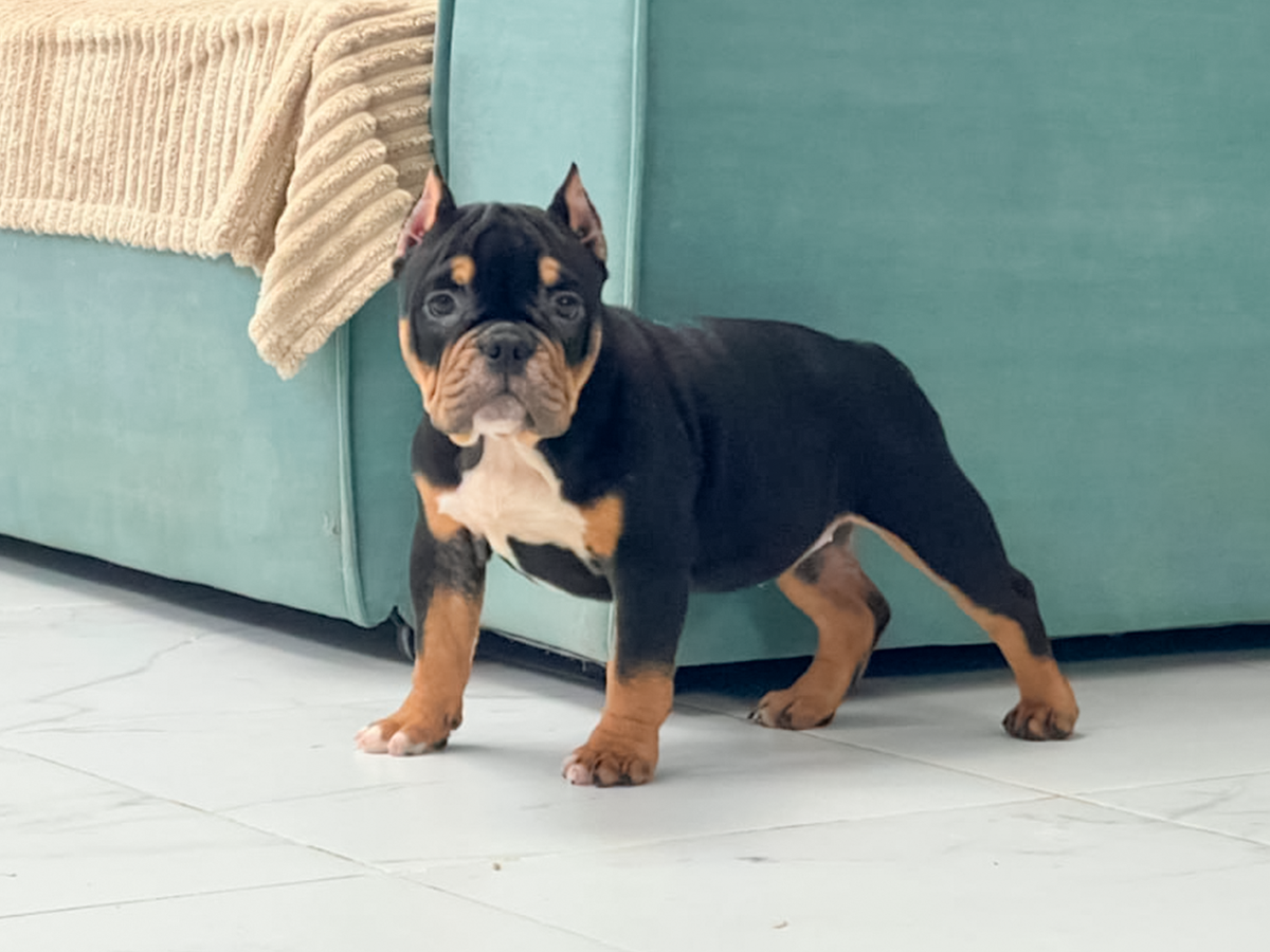 Ещё один щенок Пупса (июль 2024). Сейчас живёт в Москве