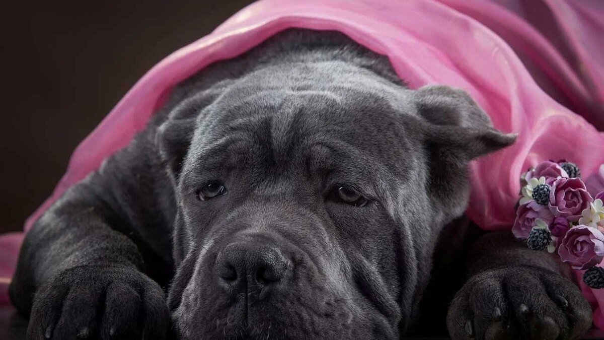 Страж отдыхает