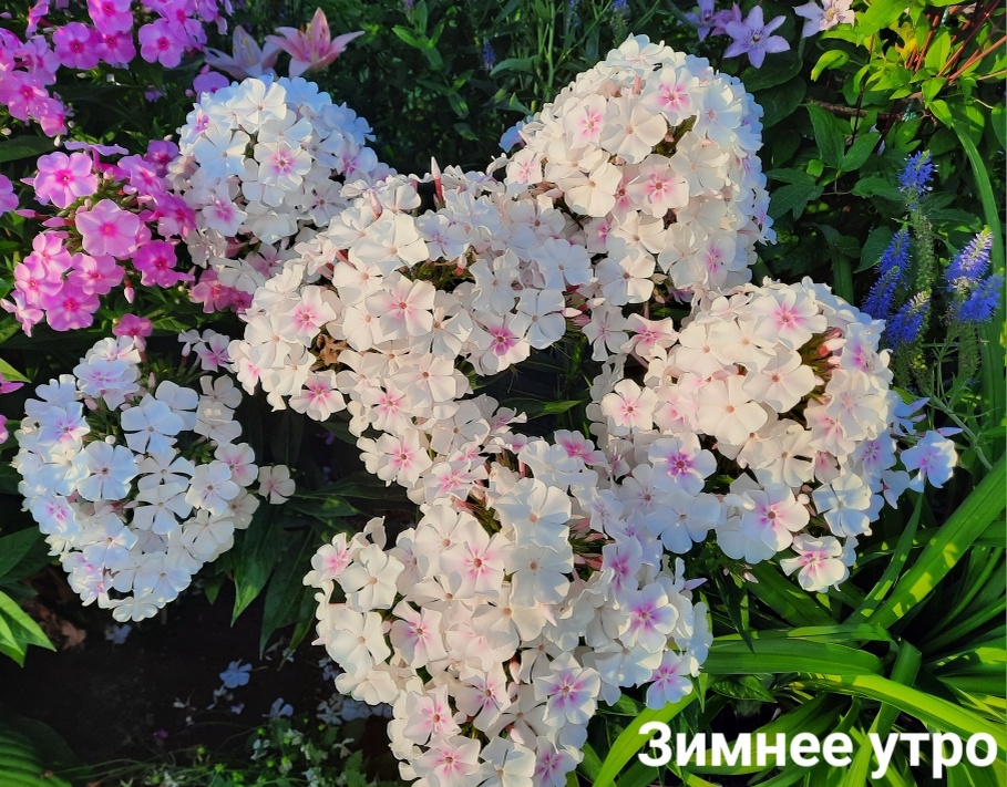 Флокс Зимнее Утро