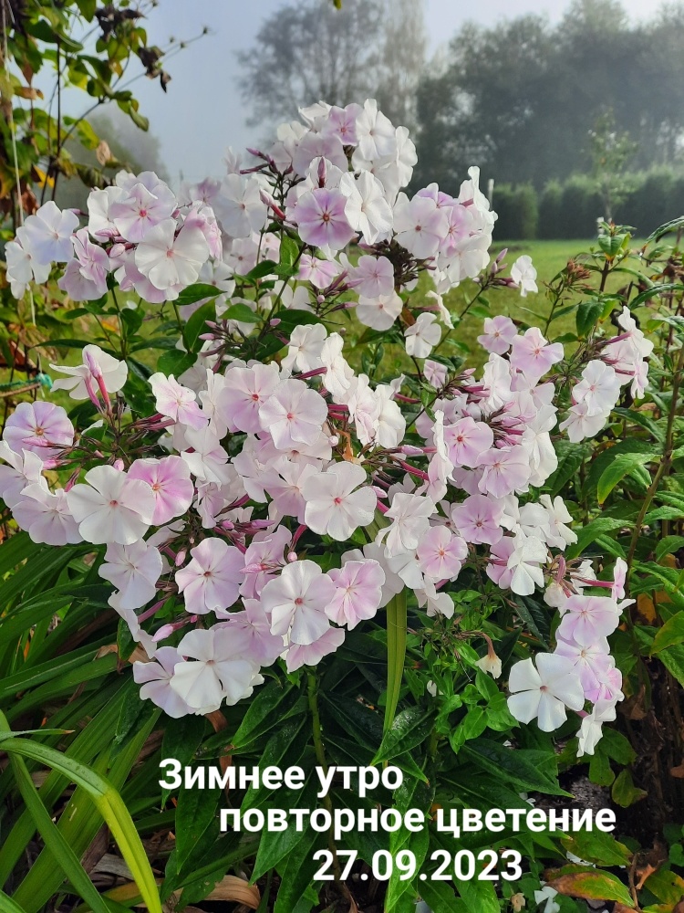 Флокс Зимнее Утро