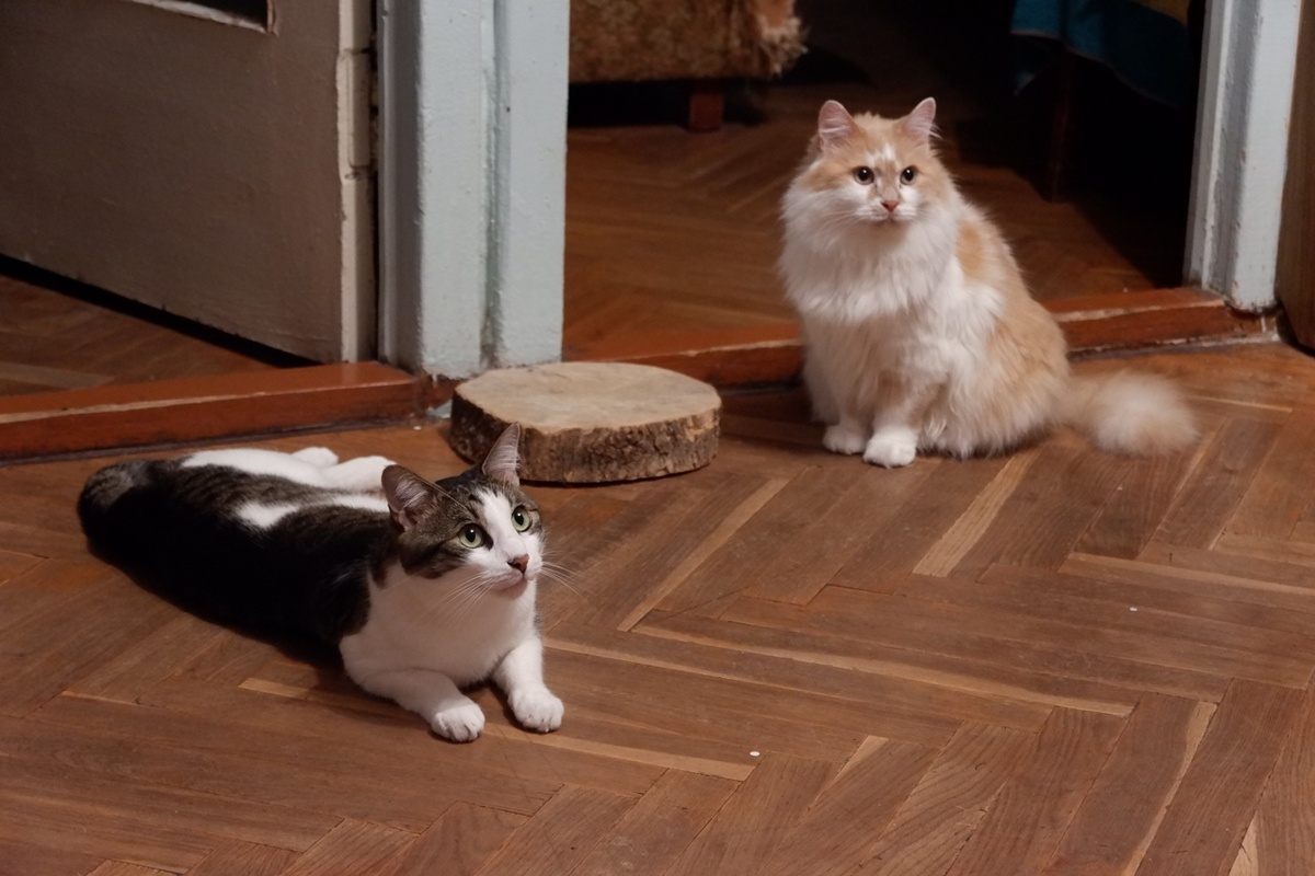 Грустно жить в квартире, где всей красоты - котики. Картинка из соцсети ВК.