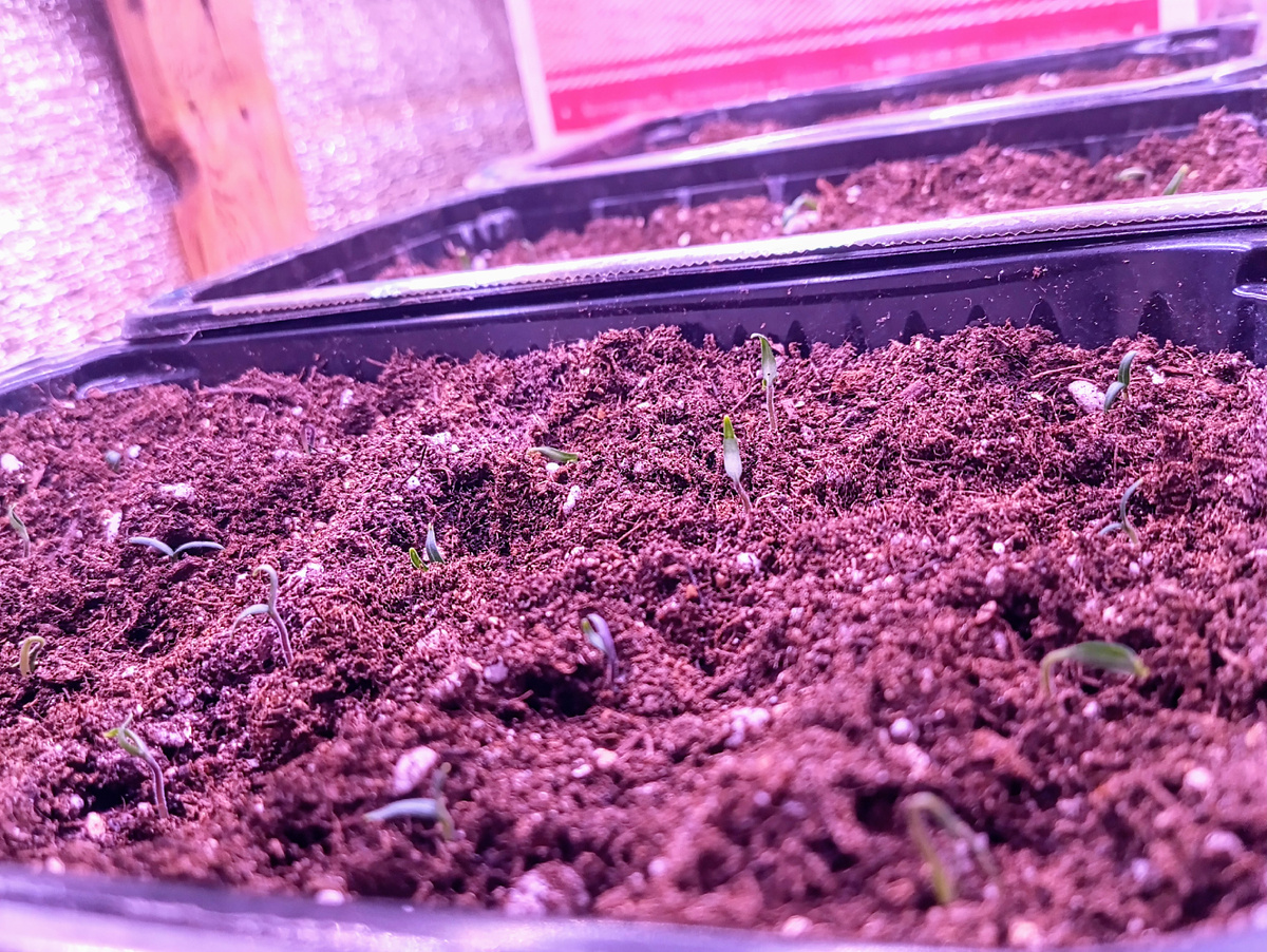 Всходы гномов на 7 день от посева. Фото автора