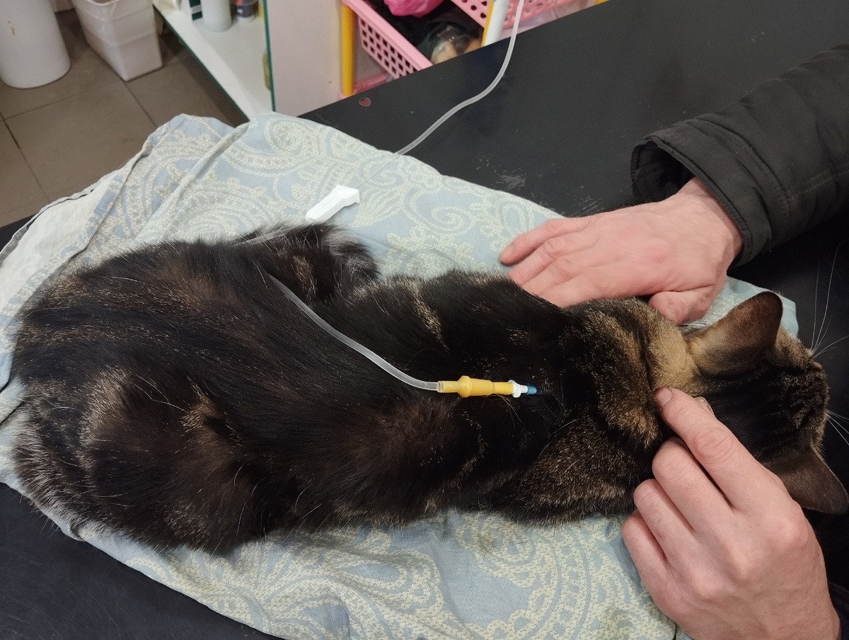 Пытаемся вновь завести кишечник 