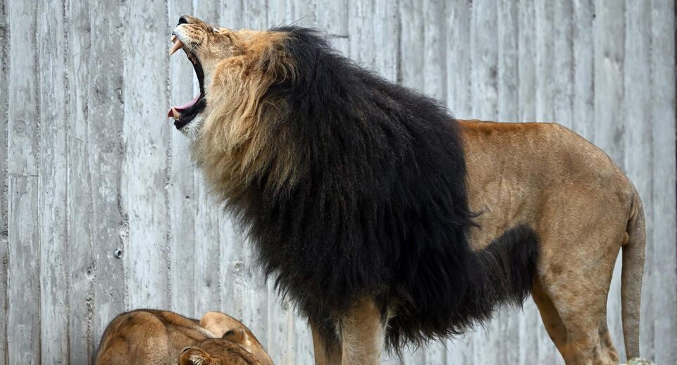    Martin Schutt/ dpa / www.globallookpress.com