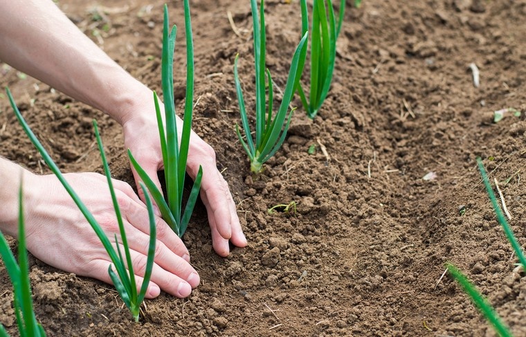    Shutterstock/FOTODOM