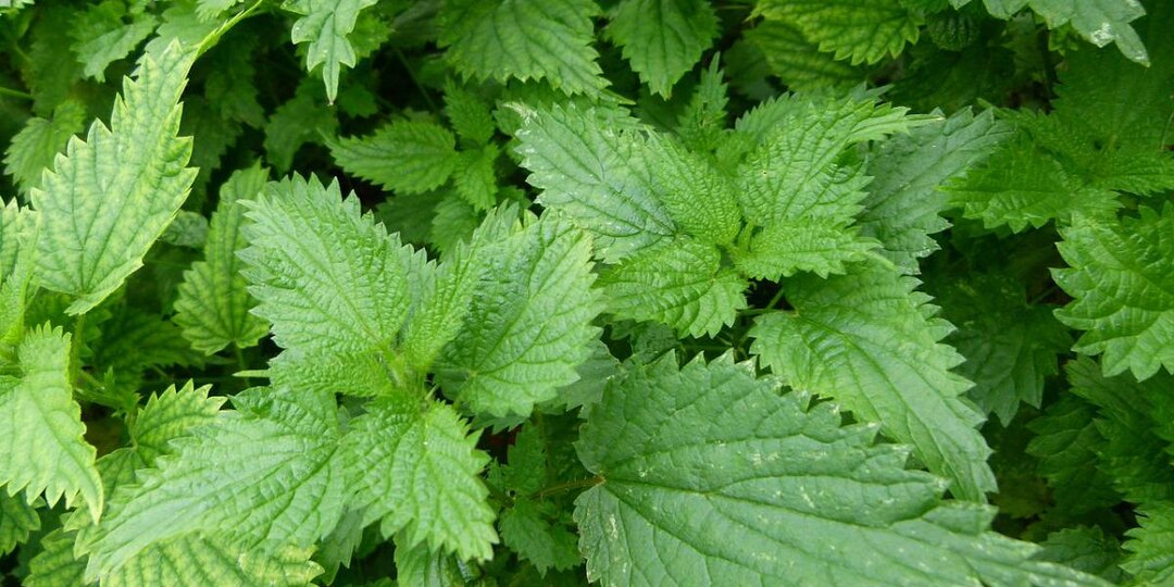 Зола и крапива — простой способ увеличить урожай без удобрений