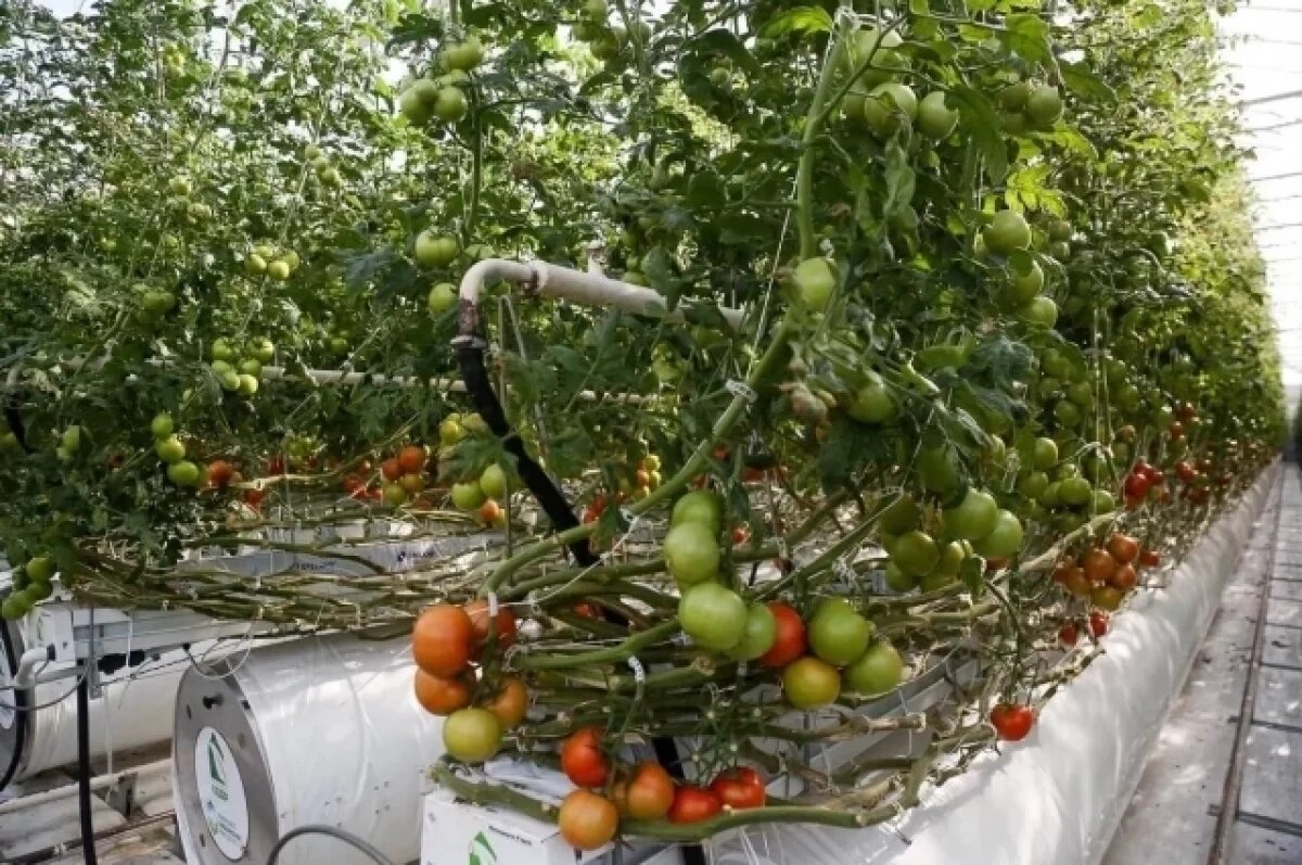    У астраханских фермеров началась подготовка к весенним работам