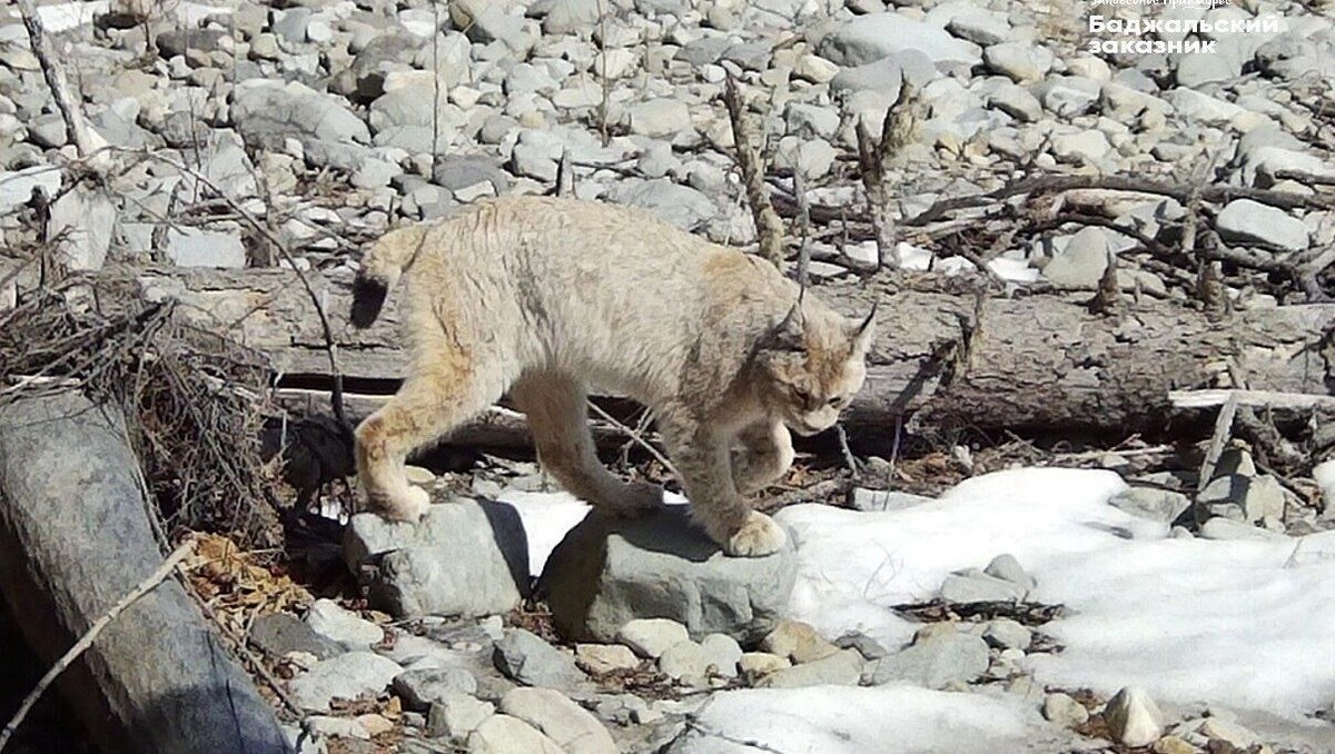     Источник: Пресс-служба заповедника «Комсомольский»