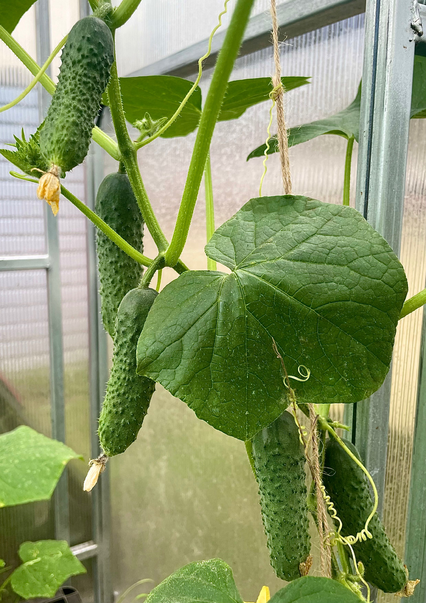 Самым первым в прошлом году начал плодоносить именно Эргун.