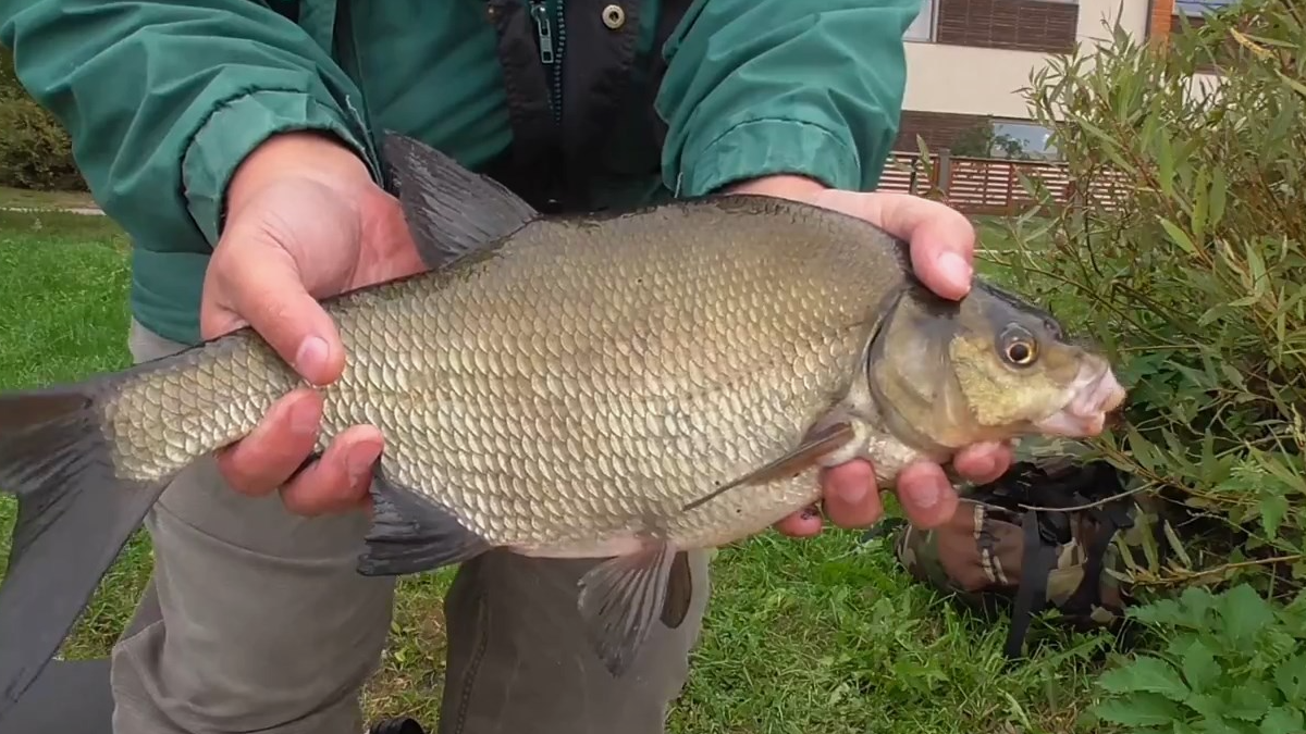 Крупный лЛещ. Источник фото immunocap.ru