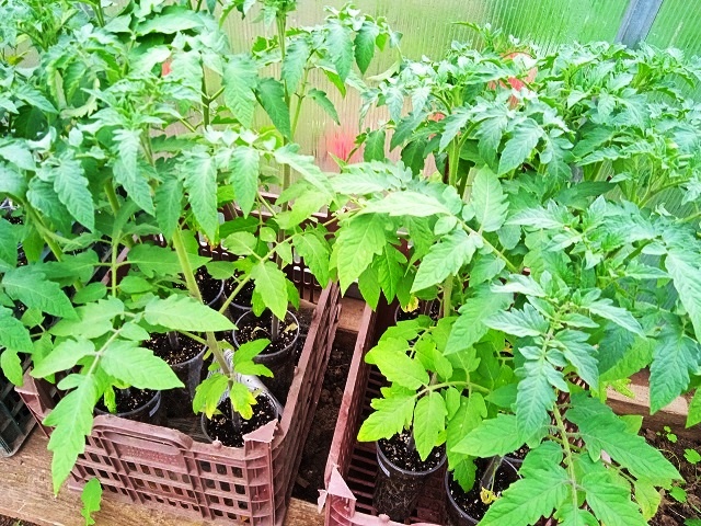 перед высадкой закаливаю рассаду, ставлю стаканчики я ящики и выношу на день в теплицу когда днем становится тепло