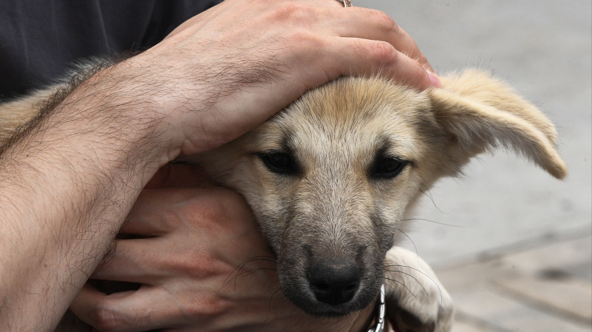    Фото: © РИА Новости/Виталий Аньков