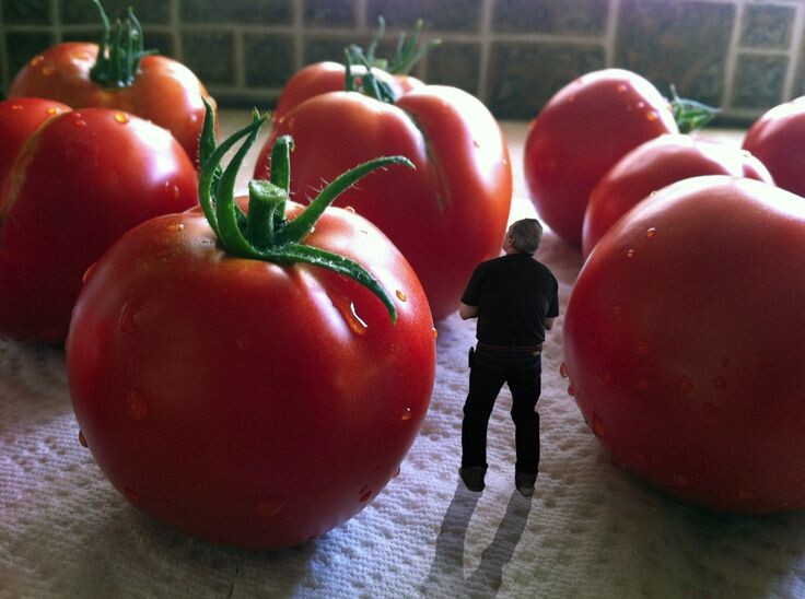 Яндекс Картинки.