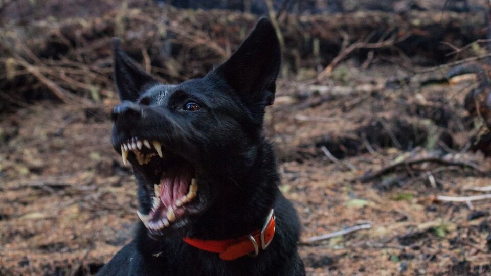    Злая собака. Источник: unsplash.com