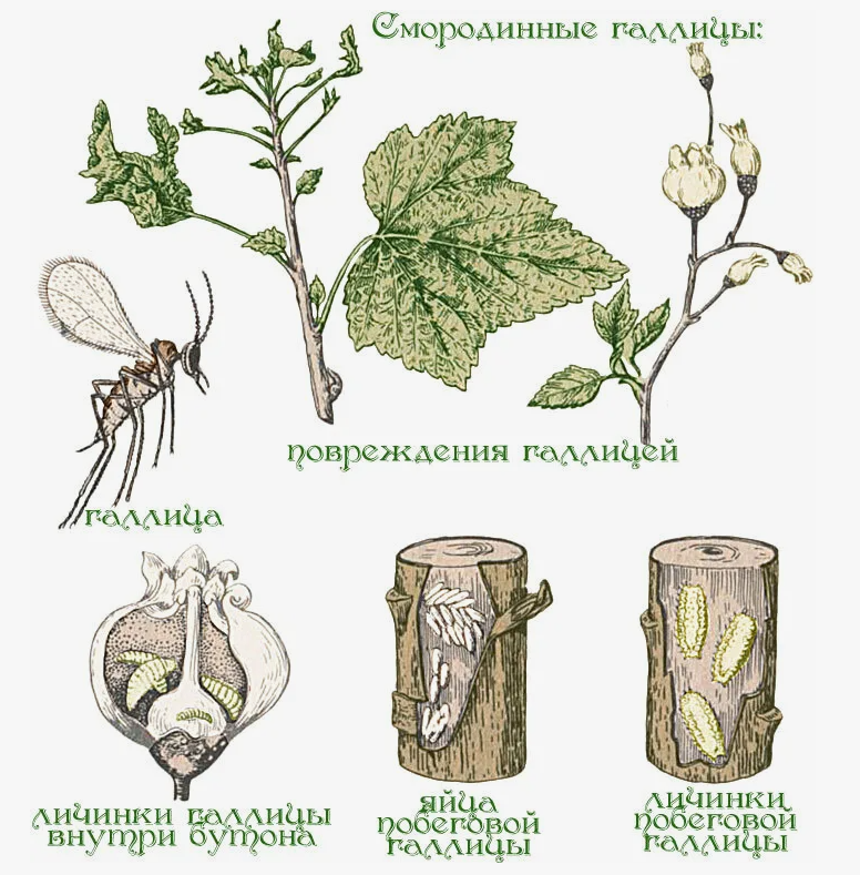 вредители смороины