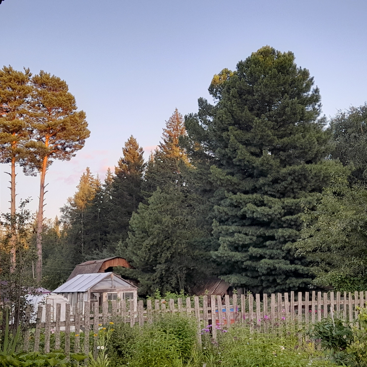 Фото автора. Дачные сосны, кедры