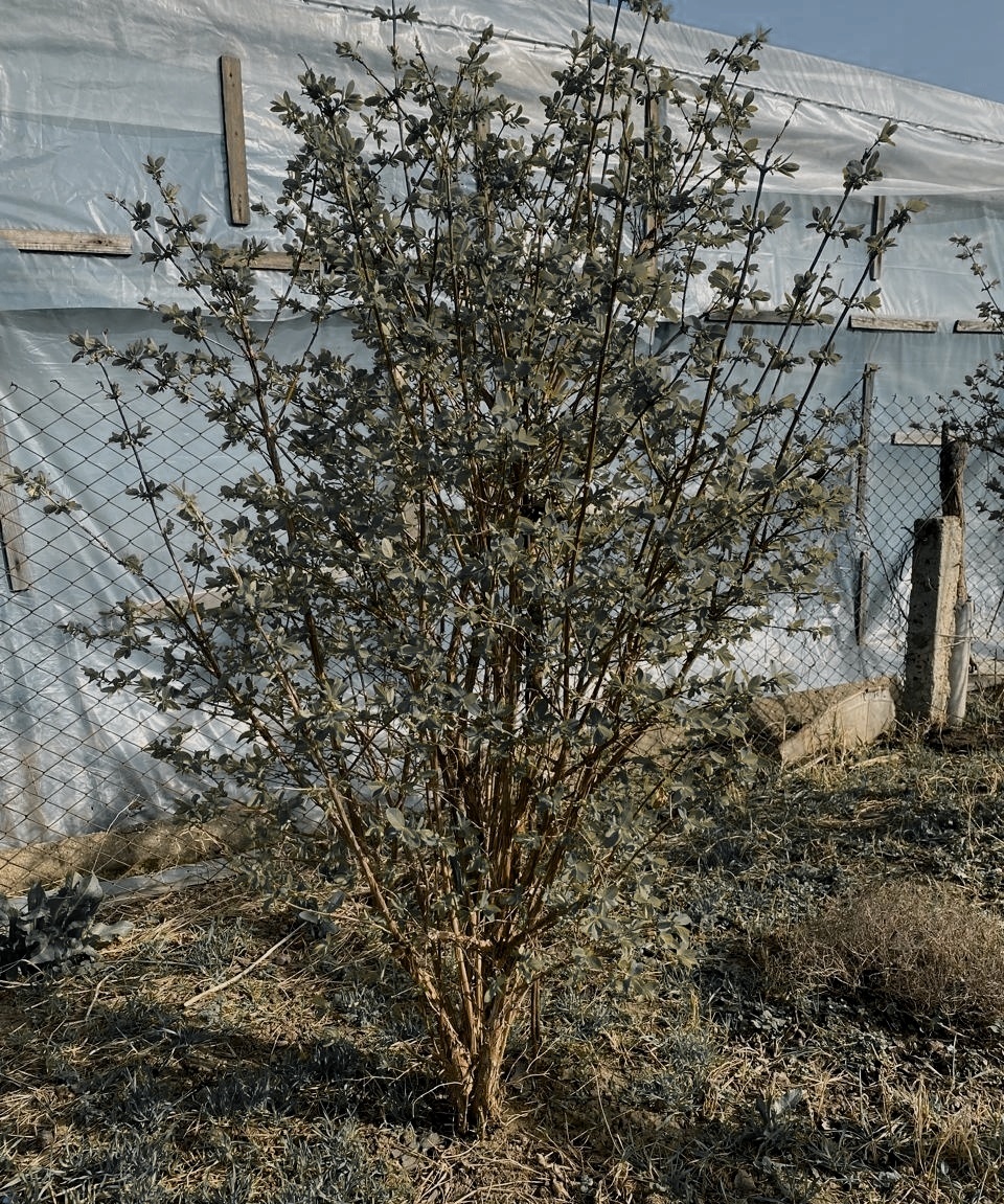 Синие листья