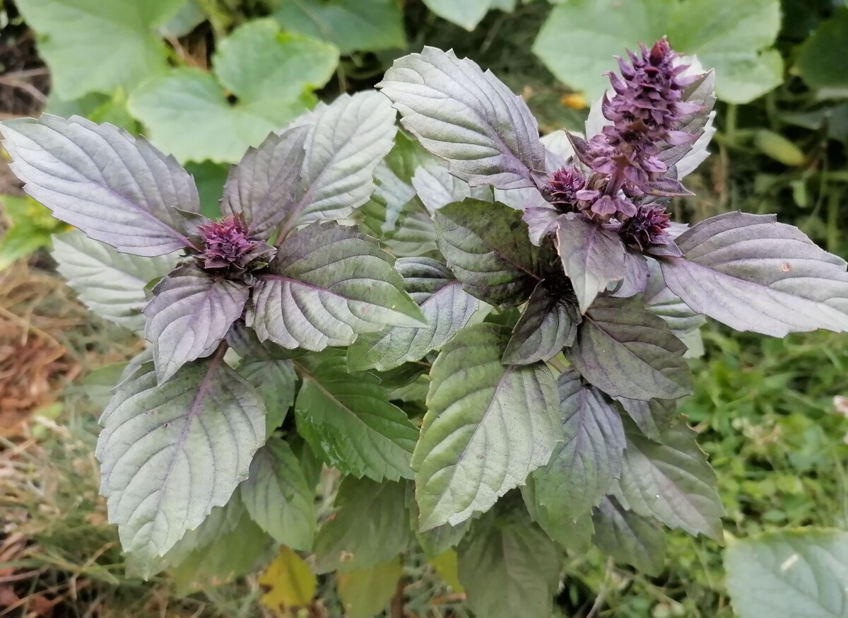 фото Е. Медведниковой