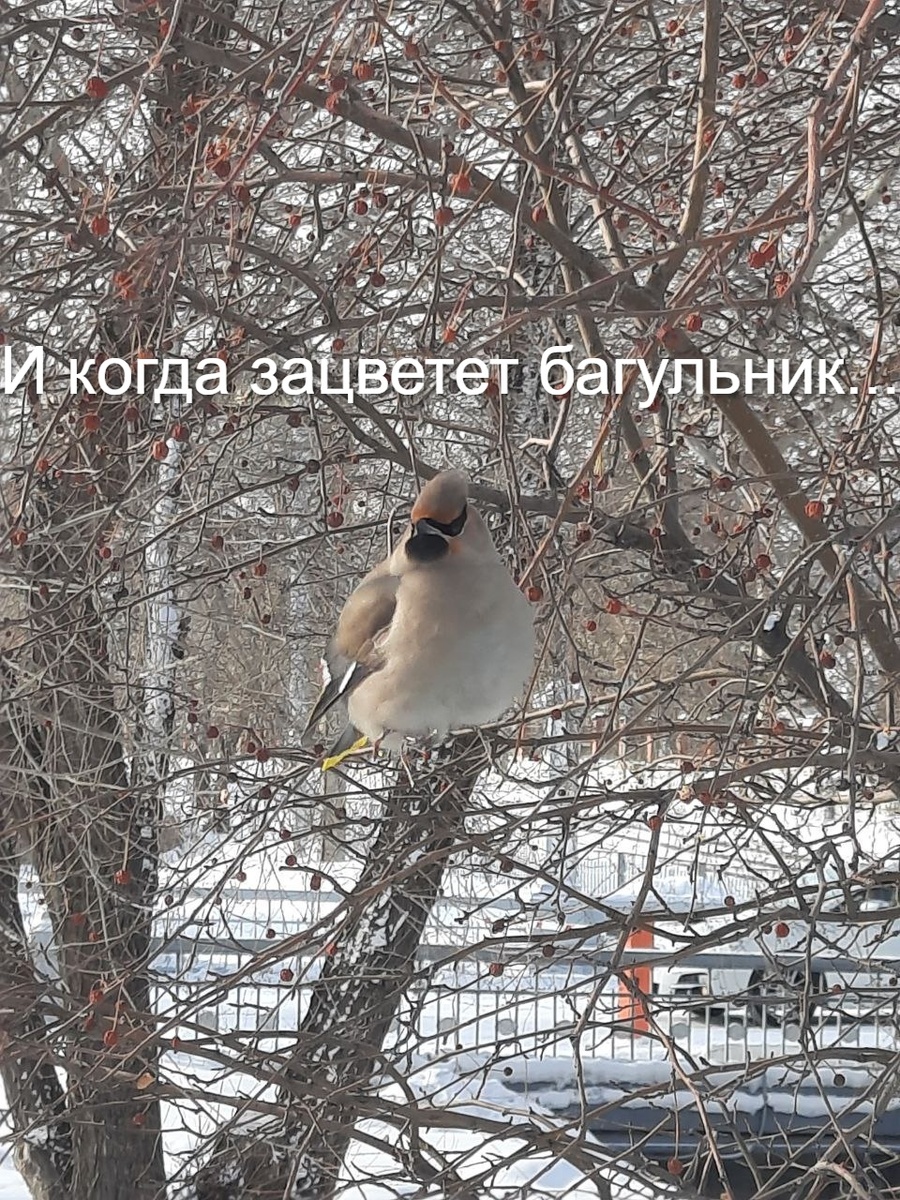 Фото автора. Красавец, правда?