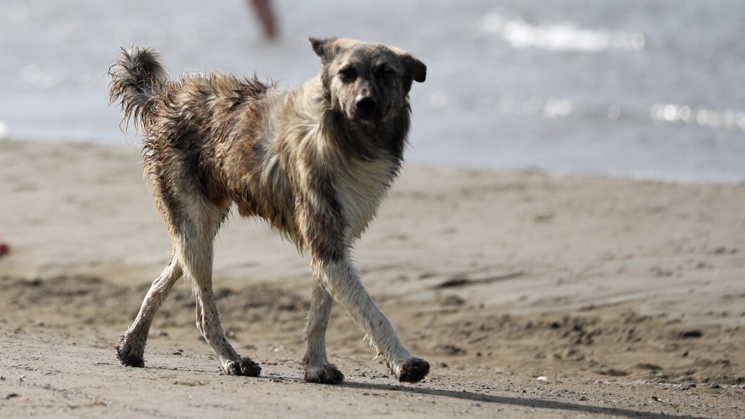    Фото: Belkin Alexey/Globallookpress