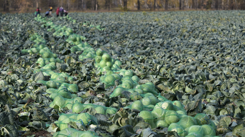    Фото: © РИА Новости/Александр Кряжев
