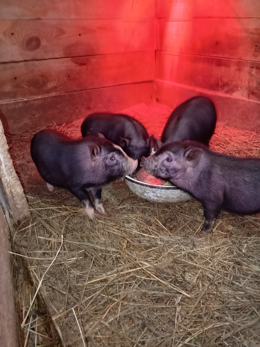 Уехал от нас с беленькой полоской на мордочке.