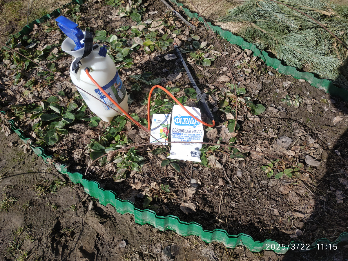 Выбор есть и выбрал Топаз. Обработал садовую землянику обработал Топазом