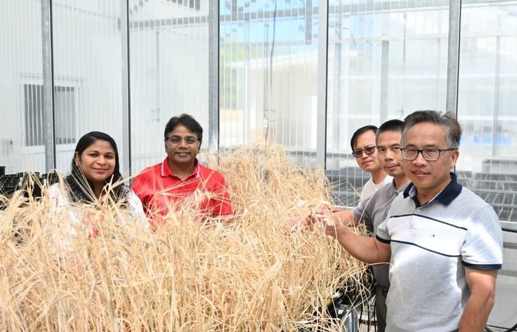    Из родственника культурного ячменя вывели новую азотфиксирующую зерновую культуру