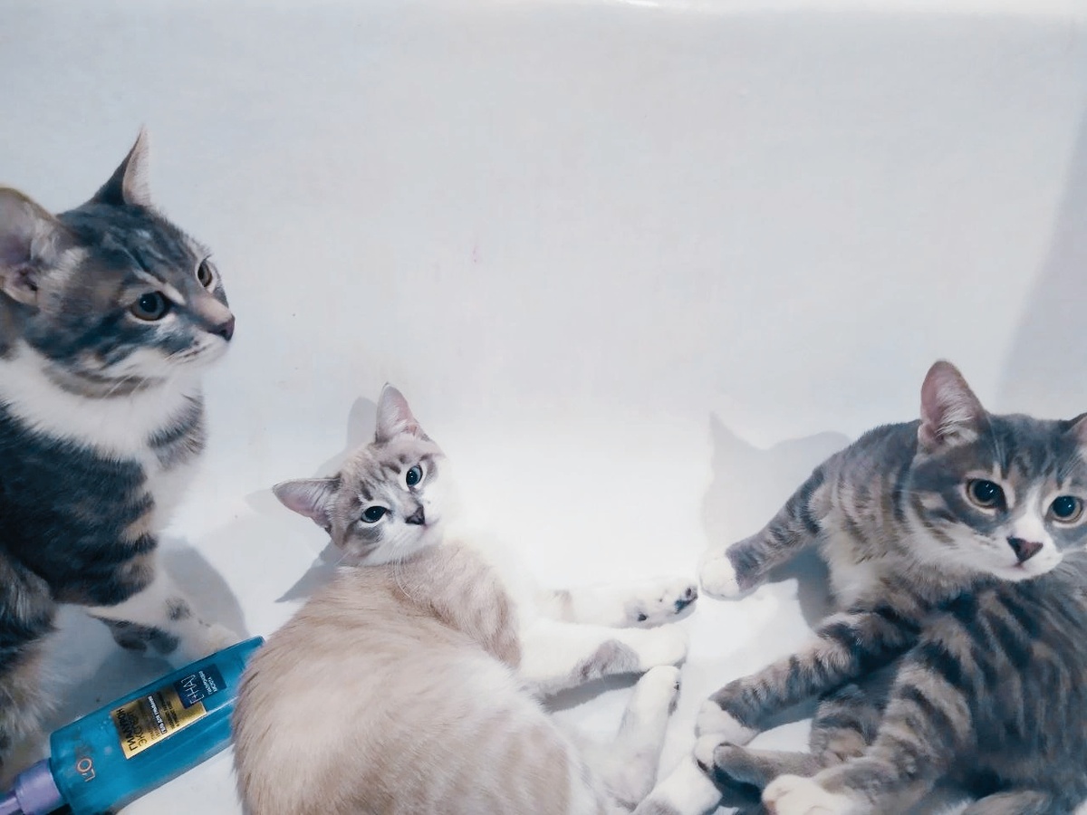 Сынок, Пальма, Кошкикот