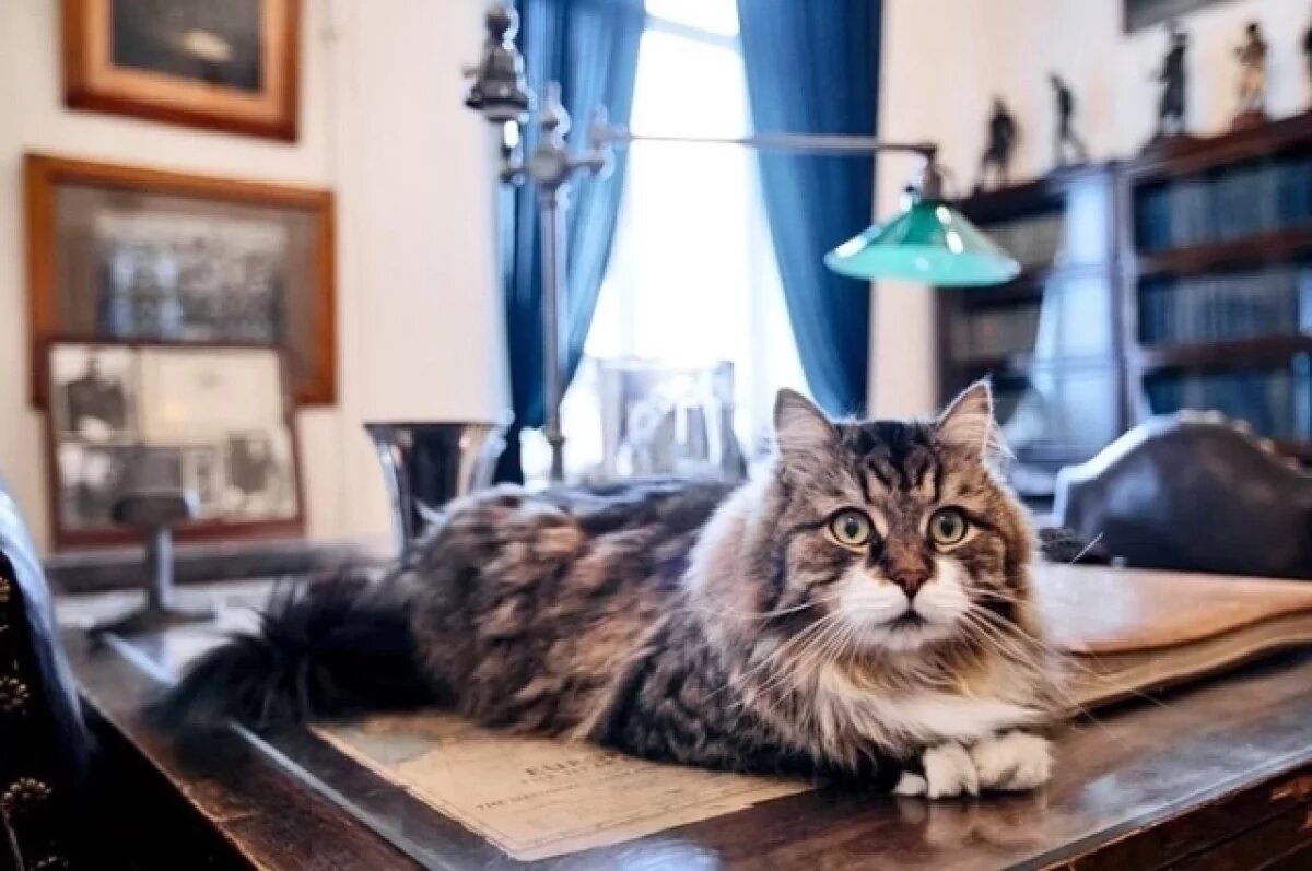    Кузбассовцев призывают поддержать хвостатого хранителя музея кота Томаса